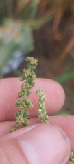Amaranthus rudis