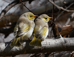 Ptilotula penicillata