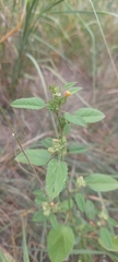 Sida spinosa