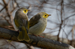 Ptilotula penicillata