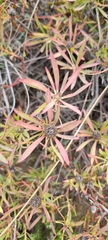 Leucadendron salignum