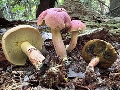 Boletus purpureorubellus