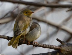 Ptilotula penicillata