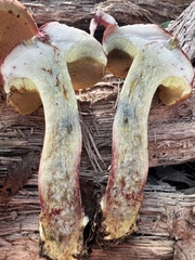 Boletus purpureorubellus
