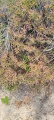 Leucadendron salignum