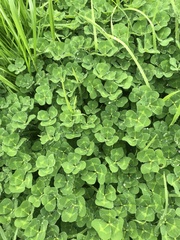 Trifolium subterraneum