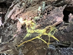 Boletus purpureorubellus