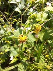 Sigesbeckia orientalis