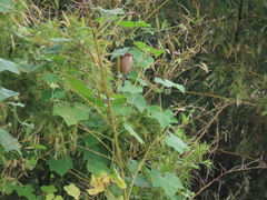 Lanius bucephalus