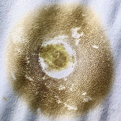 Boletus purpureorubellus