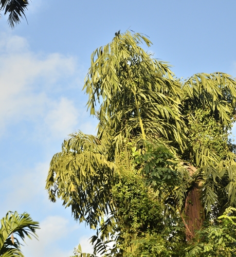 Caryota urens