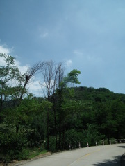 Phoenicurus auroreus