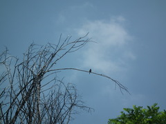 Phoenicurus auroreus