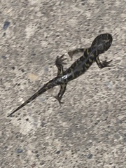 Ambystoma mavortium