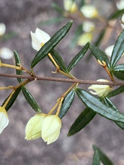 Boronia ledifolia