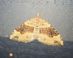 Xanthorhoe
