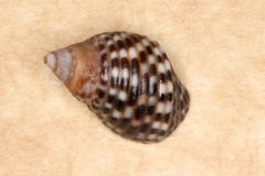 Planaxis sulcatus