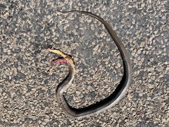 Pseudonaja textilis