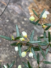Boronia ledifolia