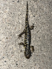 Ambystoma mavortium