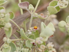 Chenopodium curvispicatum