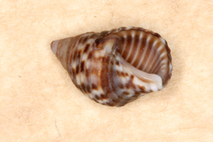 Planaxis sulcatus