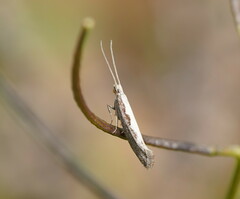 Plutella xylostella-australiana