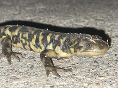 Ambystoma mavortium