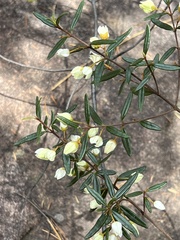 Boronia ledifolia