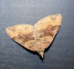 Xanthorhoe
