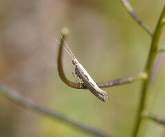 Plutella xylostella-australiana