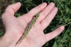 Tridens albescens