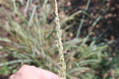 Tridens albescens