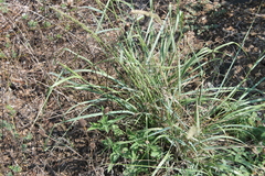Tridens albescens