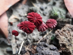 Marasmius haematocephalus