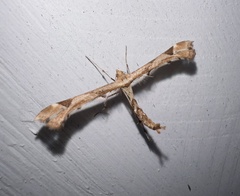 Platyptilia carduidactylus