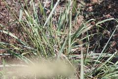 Tridens albescens