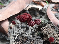 Marasmius haematocephalus