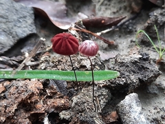 Marasmius haematocephalus