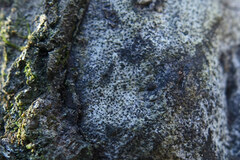 Biscogniauxia atropunctata