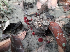 Marasmius haematocephalus