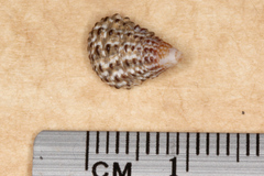 Planaxis sulcatus