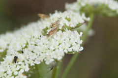 Meromyza