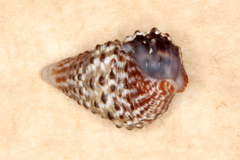 Planaxis sulcatus
