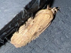 Agonopterix