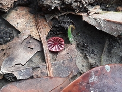 Marasmius haematocephalus