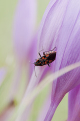 Spilostethus saxatilis