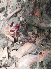Marasmius haematocephalus