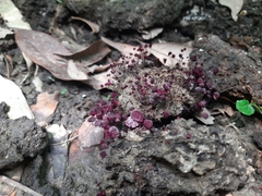 Marasmius haematocephalus