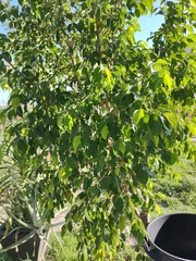 Ficus benjamina